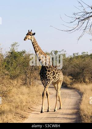 Giraffe nel parco nazionale Kruger Sud Africa Foto Stock