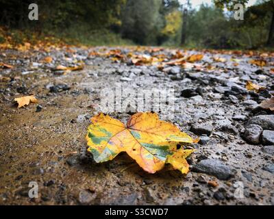 Foglia gialla d'autunno caduta a terra Foto Stock