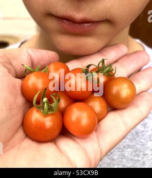 Tenere a mano i pomodori rossi appena raccolti con il bambino che guarda sopra Foto Stock