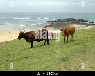 Mucche sulla collina Foto Stock