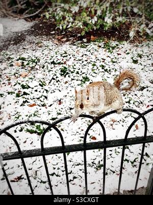 Uno scoiattolo che guarda nella macchina fotografica in una giornata innevata Nel centro di Londra Foto Stock