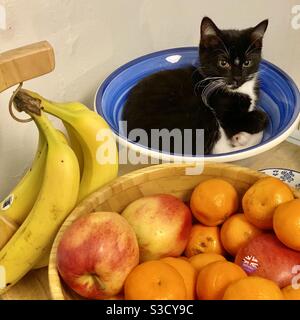 Un cucciolo di gatto bianco e nero si accucciò in una ciotola blu accanto ad alcuni frutti freschi costituiti da banane, mele e satsuma. Foto Stock