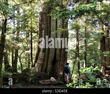 L'uomo si trova accanto all'antica crescita cedro albero Meares Island Tofino BC Canada Foto Stock