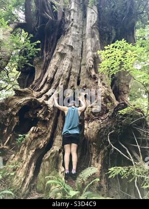 Albero hugger antico vecchio albero di cedro di crescita Vancouver isola BC Canada Foto Stock