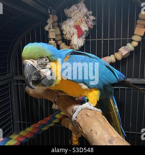 Un pappagallo blu e oro macaw felice di soffiato piume su un persico di eucalipto nella sua gabbia Foto Stock