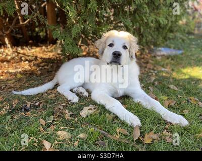 Carino, soffice, bianco cane cucciolo dei grandi Pirenei che posa sull'erba nel cortile in una bella giornata di autunno. Cucciolo nuovo e curioso. Foto Stock