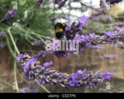Ape su lavanda Foto Stock