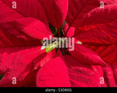 Crescita fresca nel mezzo delle foglie rosse di color cremisi di una poinsettia. La pianta è anche conosciuta con il nome scientifico di Euphorbia pulcherrima. Foto Stock