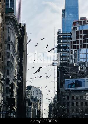 I piccioni che surriscaldano Herald Square nel centro di Manhattan sono silhouette contro il cielo del pomeriggio tra i grattacieli di Avenue of the Americas e 34th St Intersection, New York City, USA Foto Stock