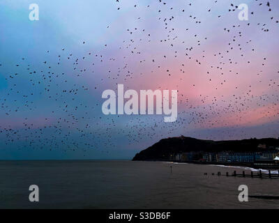 Aberystwyth, Galles occidentale, Regno Unito. Sabato 13 febbraio 2021. Tempo: Una mattinata amaramente fredda, migliaia di stelle esplodono durante un'alba colorata. Credito fotografico ©️ Rose Voon / Alamy Live News. Foto Stock