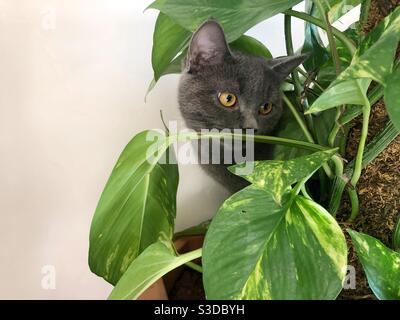 Gattino blu russo tra foglie di una pianta Foto Stock