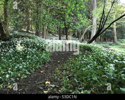 Aglio selvatico fiori nel bosco Foto Stock