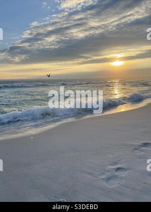 Tramonto sulle acque color smeraldo del Golfo di Messico con un pellicano che sorvola l'acqua Foto Stock