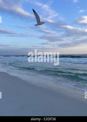 Seagull al tramonto sulle acque color smeraldo del Golfo del Messico Florida Foto Stock