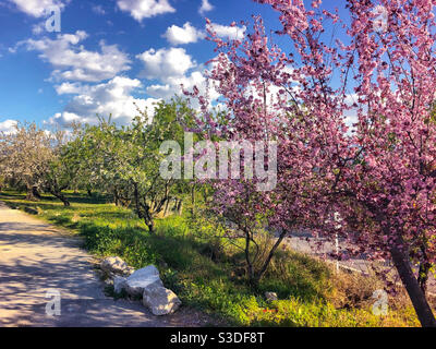 Fioritura colorata contro un cielo blu con soffici nuvole bianche Nella campagna spagnola Foto Stock