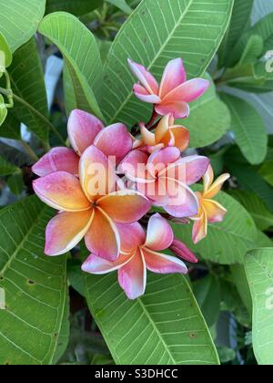 Plumeria Foto Stock