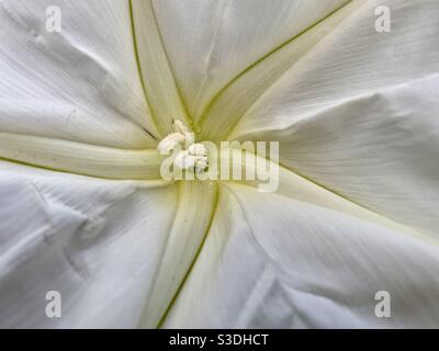 Bella Moonflower Foto Stock