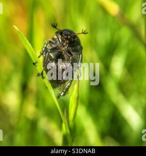 Beatle su una lama di erba Foto Stock