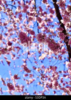I ciliegi che fioriscono in una bella giornata di primavera a Kungsträdgården stoccolma. Foto Stock