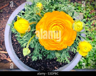 Fiori gialli di ranunculus in una pentola. Foto Stock