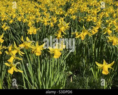 Una serie di narcisi dorate, Galles, febbraio. Foto Stock