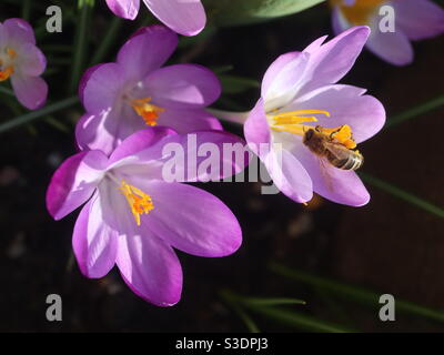 Miele Bee su un crocus in primavera sole Foto Stock