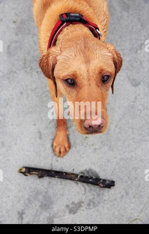 Guardando dall'alto verso la testa di un cane in attesa che il suo bastone sia gettato su una sabbia spiaggia Foto Stock