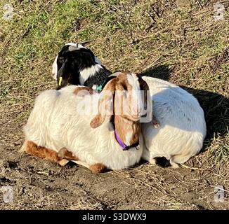 Streetgoat bristol Foto Stock