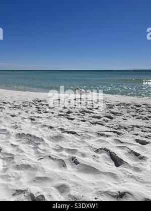 Isolato gabbiano che si erge sulla spiaggia di sabbia bianca della Florida con vista Di acqua color smeraldo del Golfo del Messico con cielo blu Foto Stock