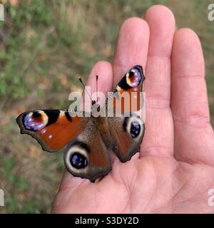 Farfalla di pavone a portata di mano Foto Stock