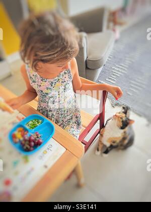 Una bambina alimenta un gatto Foto Stock