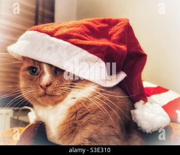 Gatto zenzero domestico che indossa un cappello di Natale Santa Foto Stock