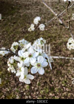 L'albero di pera di Bradford fiorisce in primavera Foto Stock