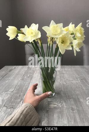 Afferrare a mano un bicchiere riempito di narcisi Foto Stock