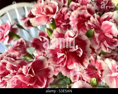 Vibrante bouquet di mini garofani rosa e bianchi. Foto Stock