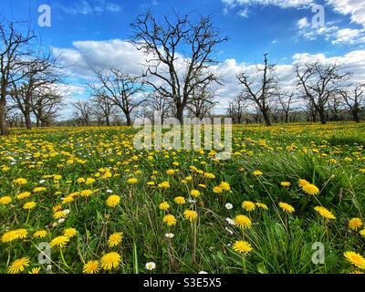 Alberi di noce con i dandelioni in Francia Foto Stock