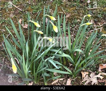 Prime gemme di primavera Foto Stock