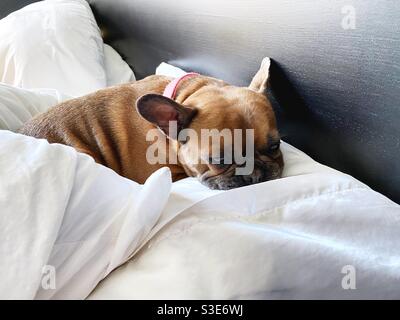 Cucciolo Di Bulldog Francese Che Dorme Sul Divano Con Peluche Giocattolo Di  Babbo Natale - Fotografie stock e altre immagini di Abbigliamento per  animali domestici - iStock