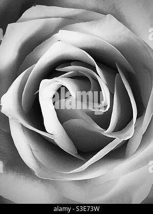 Una rosa bianca ha preso marzo 2021 in bianco e nero Foto Stock