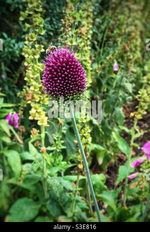 Ape di miele su un fiore di cono viola. Foto Stock