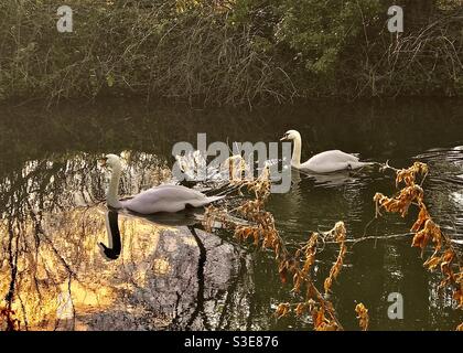 Aggraziati cigni muti nella luce del sole riflessioni sul Basingstoke Canale Foto Stock