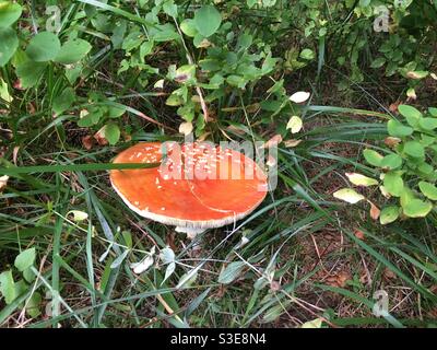 Fungo velenoso rosso - Amanita muscaria (fly agaric) Foto Stock