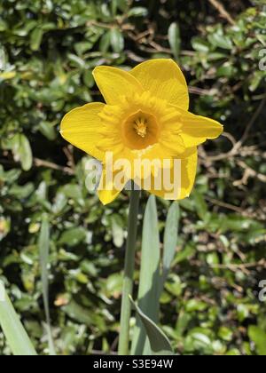 Primo piano di un daffodil piano isolato su uno sfondo piano, con polline sullo stampo e all'interno dei petali Foto Stock