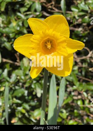 Primo piano vista della testa di un fiore di narciso isolato su uno sfondo piano, con polline sui petali Foto Stock