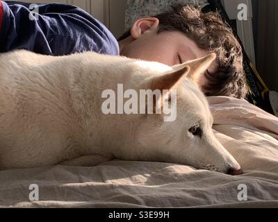 Cane bianco Shiba inu su un letto vicino a un ragazzo che dorme Foto Stock