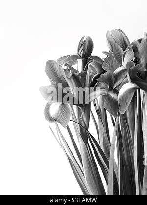 Iride su uno sfondo semplice in bianco e nero. Foto Stock