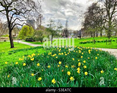 Narcisi in fiore nel St James's Park, Londra Foto Stock