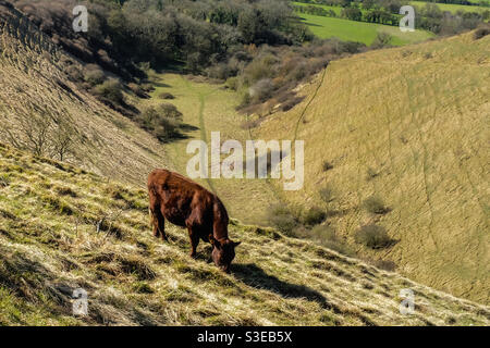 Il trampolo del diavolo, Wye Downs, Kent, Inghilterra, primavera 2021 Foto Stock