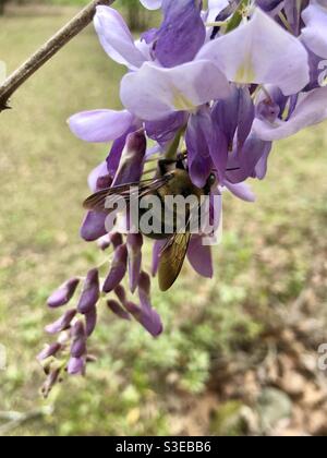 Bumblebee sulla glicine Foto Stock