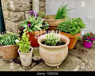 Varie piante ed erbe in pentole di pianta nel giardino Foto Stock